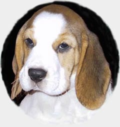 Dainty Maid's head - 8weeks