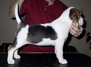 Dapple Dawn 8 weeks
