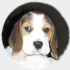 Double Delight's  8 weeks