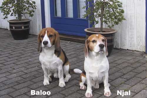 Njal og Baloo