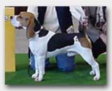 Interim's Sir Raffles Rothermere