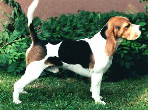 Raffles 2002